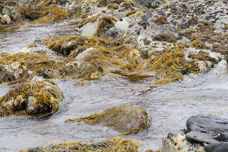 20151122-4_seaweeds.jpg
