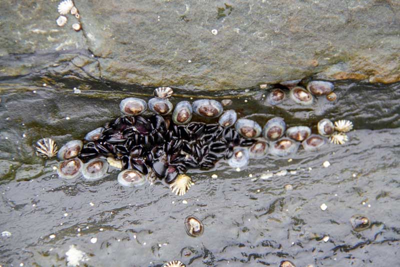 20151122-5_barnacles.jpg