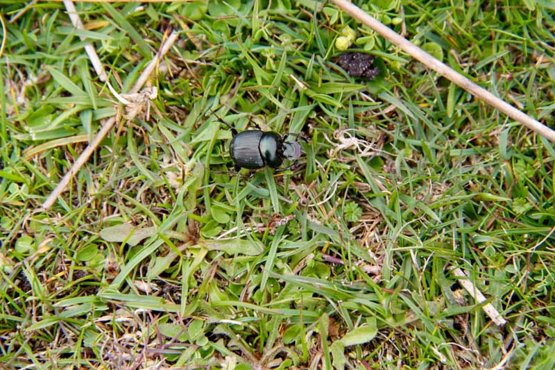 20151122-6_dung_beetle.jpg