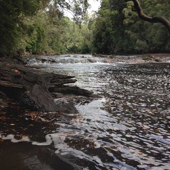 river-through-threatened-forest-small.jpg