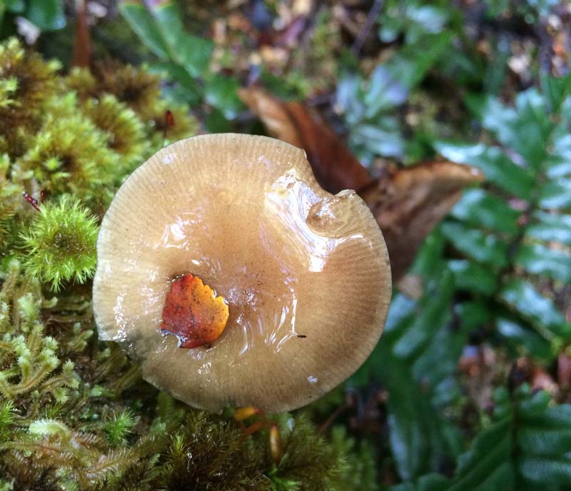 Claire_Bridge_Corinna_wet_Funghi.jpg