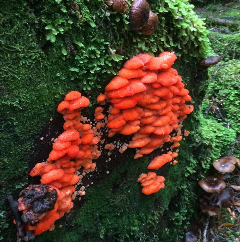 Claire_Bridge_Philosophers_Falls_walk_funghi.jpg
