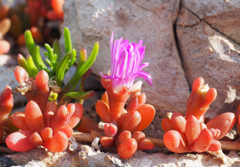 Flowering Pink Lace on the island