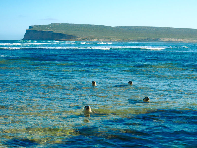 _..or-here...-(these-are-endangered-Australian-sea-lions)....jpg
