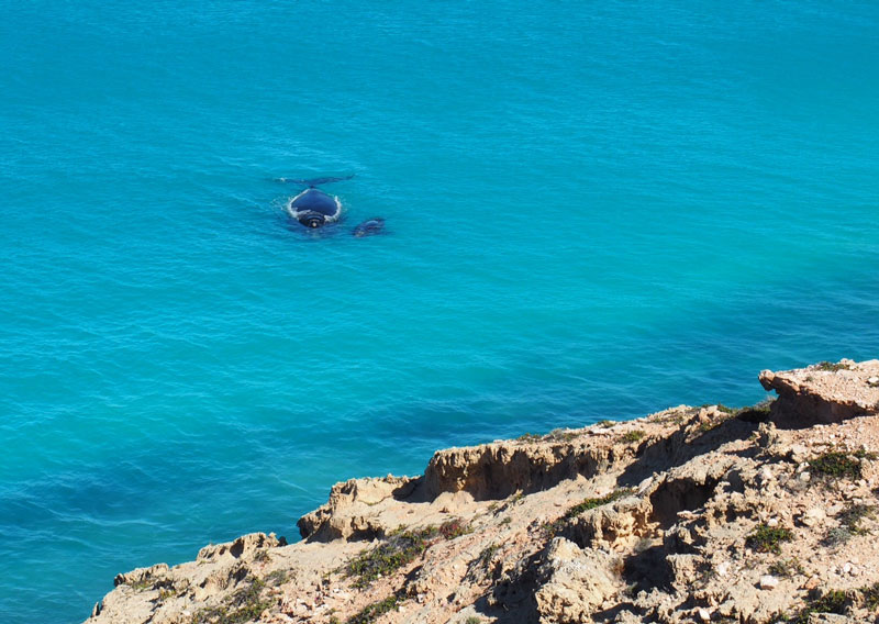 _..or-right-here...-(southern-right-whale-and-calf-at-Head-of-the-Bight-2-days-ago)-....jpg