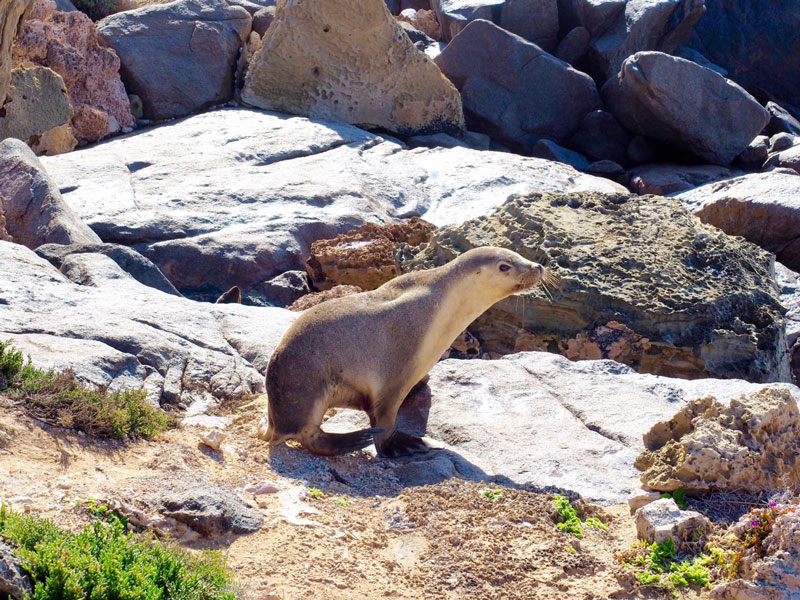 An-Australian-sea-lion---I-kept-my-distance!.jpg