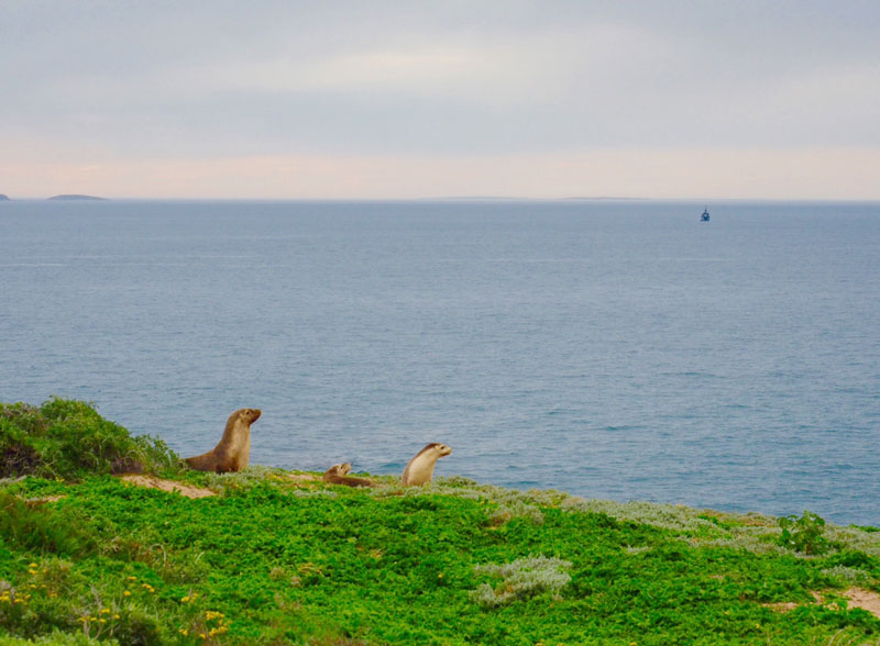 Australian-sea-lions-of-St-Francis-Islands_-Great-Australian-Bight-small.jpg