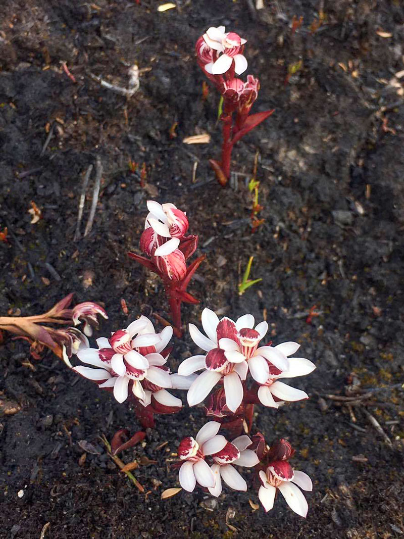 Burnettia-cuneata-Craig-Broadfield-small.jpg