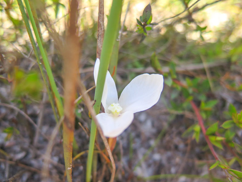 White-Patersonia-small.jpg