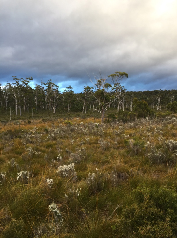 Buttongrass moorland bordering scheduled clear-fell logging coupe LU040F