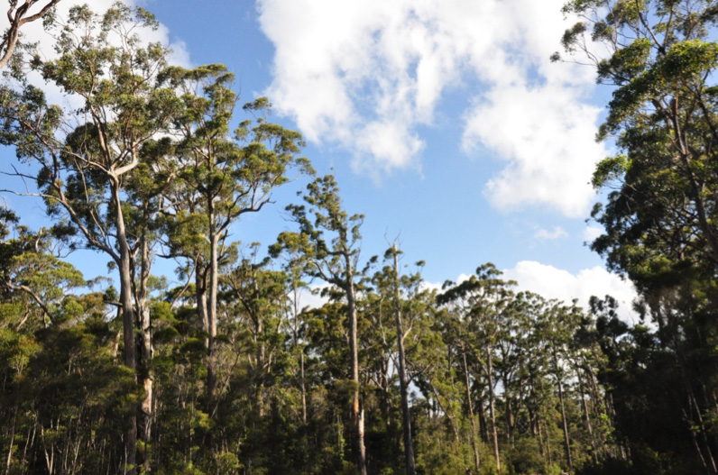 Mature Eucalyptus obliqua in scheduled logging coupe LU040F