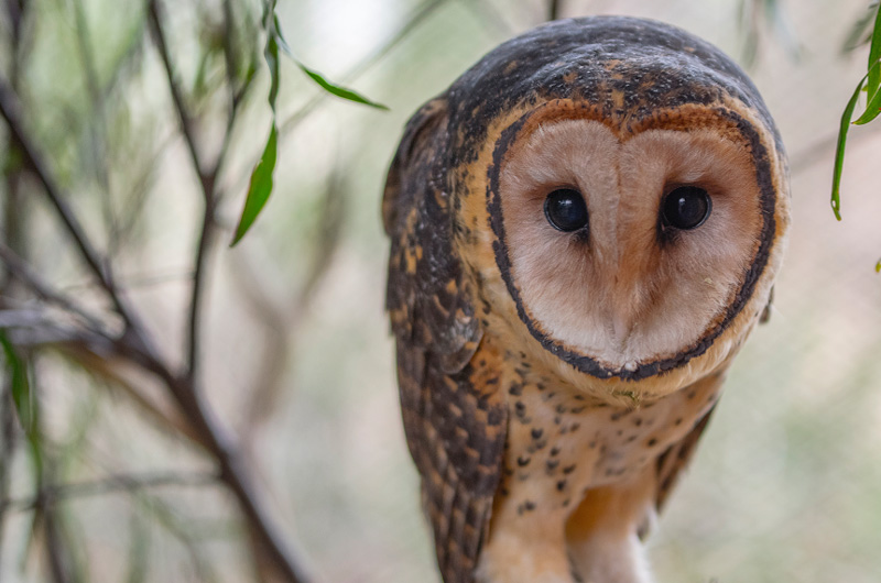 Tasmanian Masked Owl (Photo: Luke O’Brien)