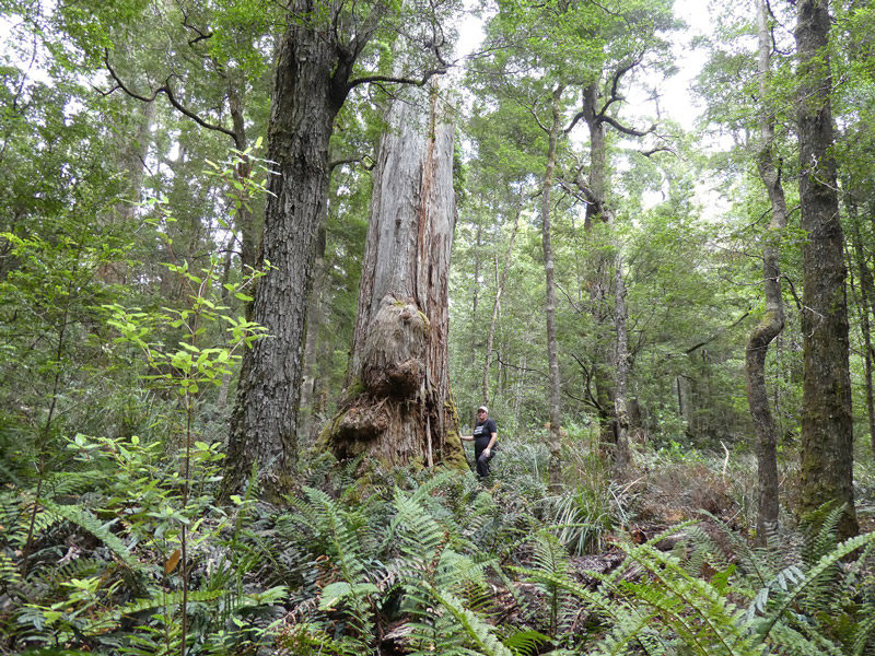 FR041B---Tarkine-forests-by-Colette-Harmsen-small.jpg