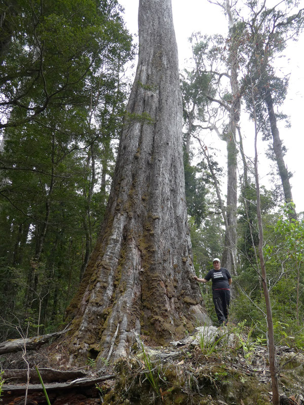 FR041B---Tarkine-forests-by-Colette-Harmsen2-small.jpg