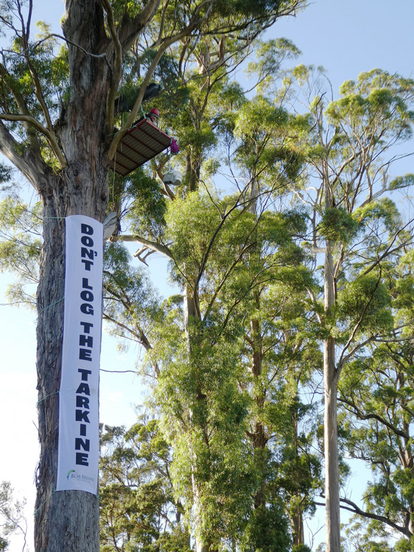 Canopy-vigil-Frankland-River---21.2.17-small.jpg