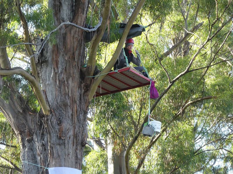 Lisa-Searle-in-Frankland-River-canopy-vigil---21.2.17-small.jpg