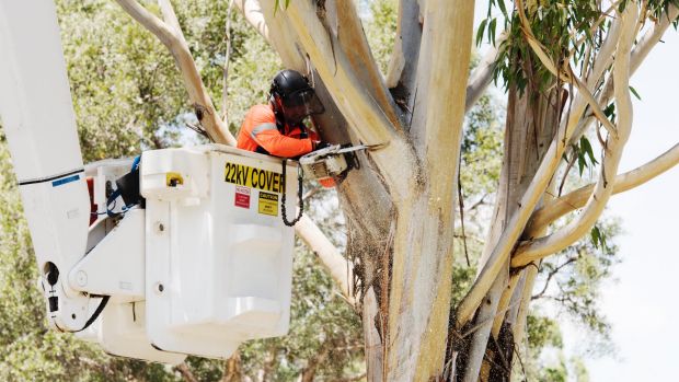 tree loppers western sydney