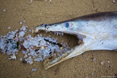 fish_nurdles.jpg