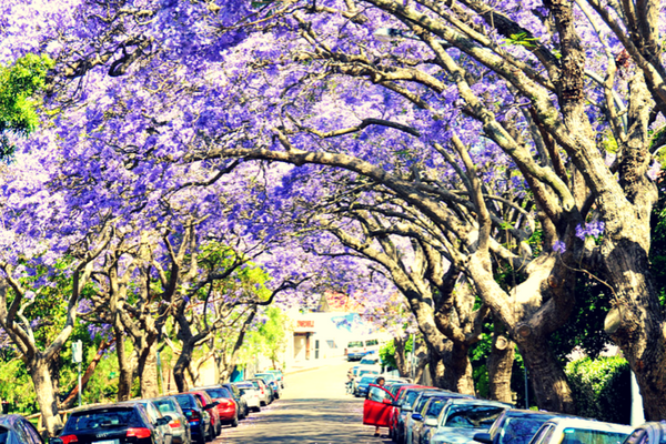 jacaranda_street.png