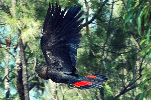 cockatoo_casurinas.png