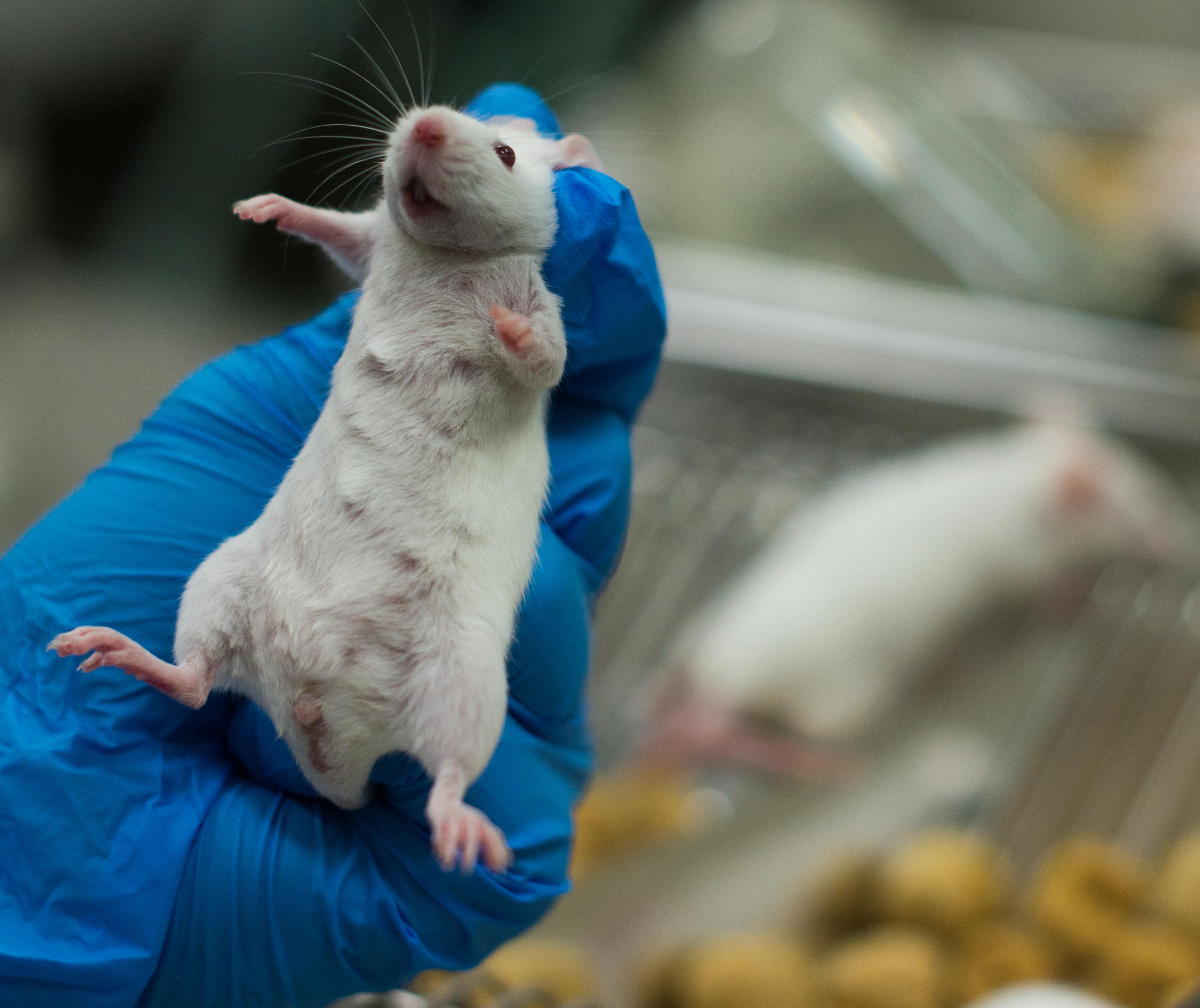 Oppose federal funds for rats studies of human exercise Citizens for