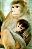 monkey_mother_and_child.jpg monkey_mother_and_child.jpg