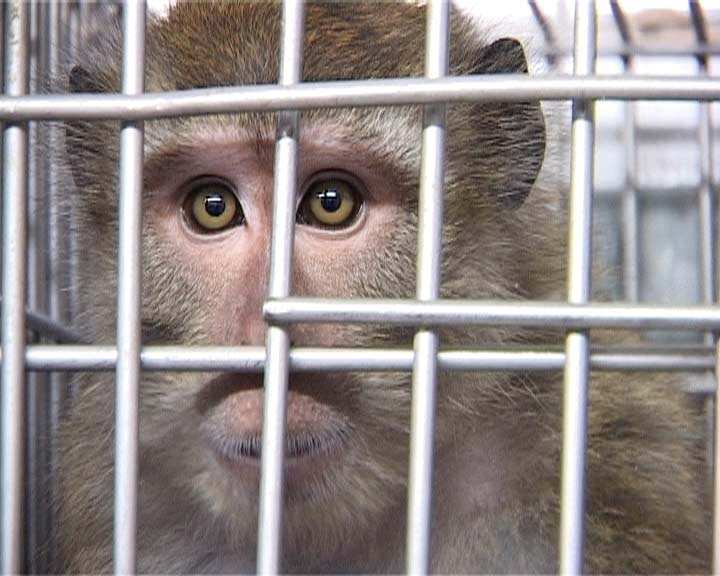 monkey_close_up_An_Voice.jpg monkey_close_up_An_Voice.jpg