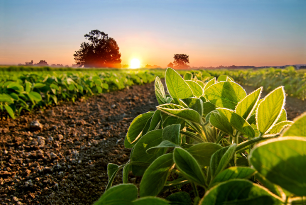 Carbon Capture & Storage in Canadian Agriculture