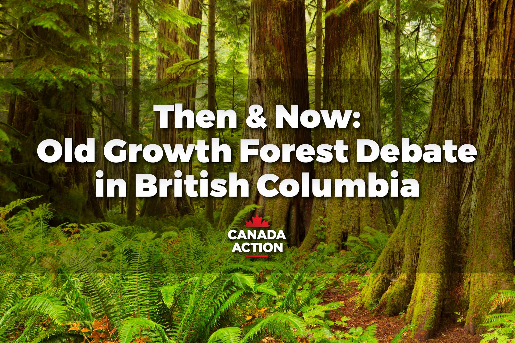 Three Decades of Forest Debate in British Columbia, But the Friction Continues
