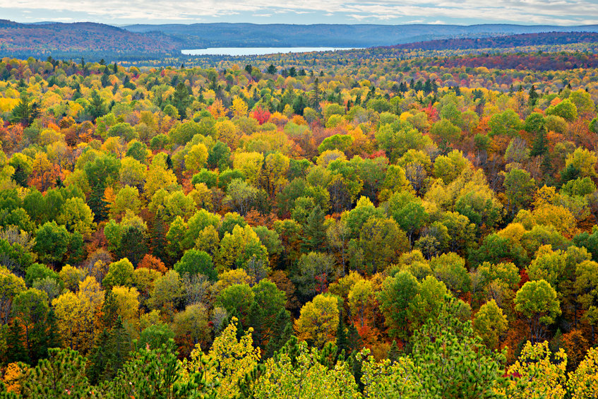 How Does Canada’s Forestry Sector Show Environmental Leadership?