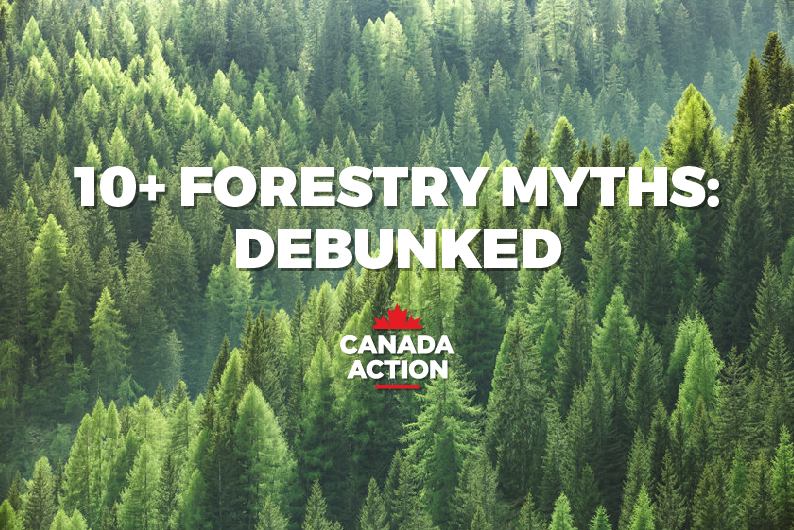 10+ Canadian Forestry Myths: Fact or Fiction?