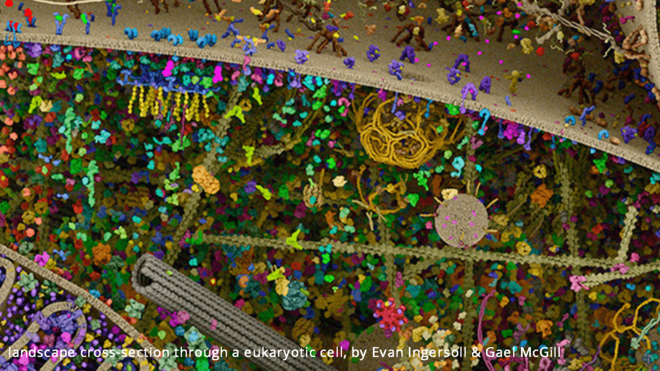 What is going on in this amazing cell image?