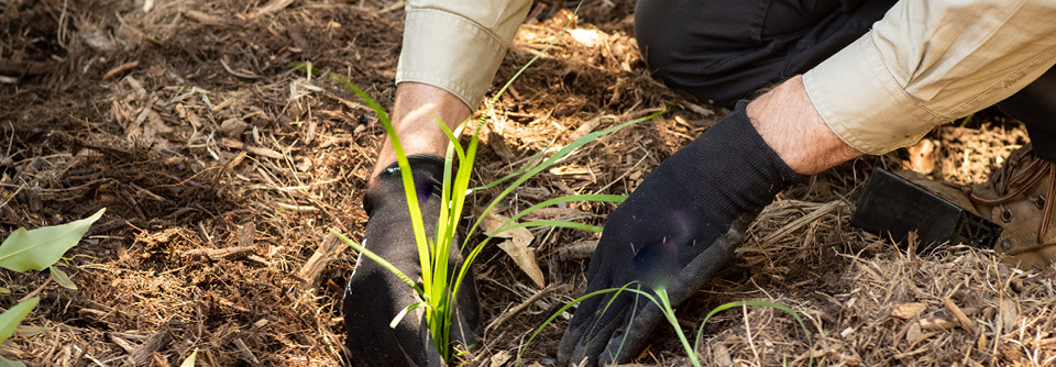 Urban and Regional Conservation stimulus | 2209