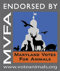 MVFA.png
