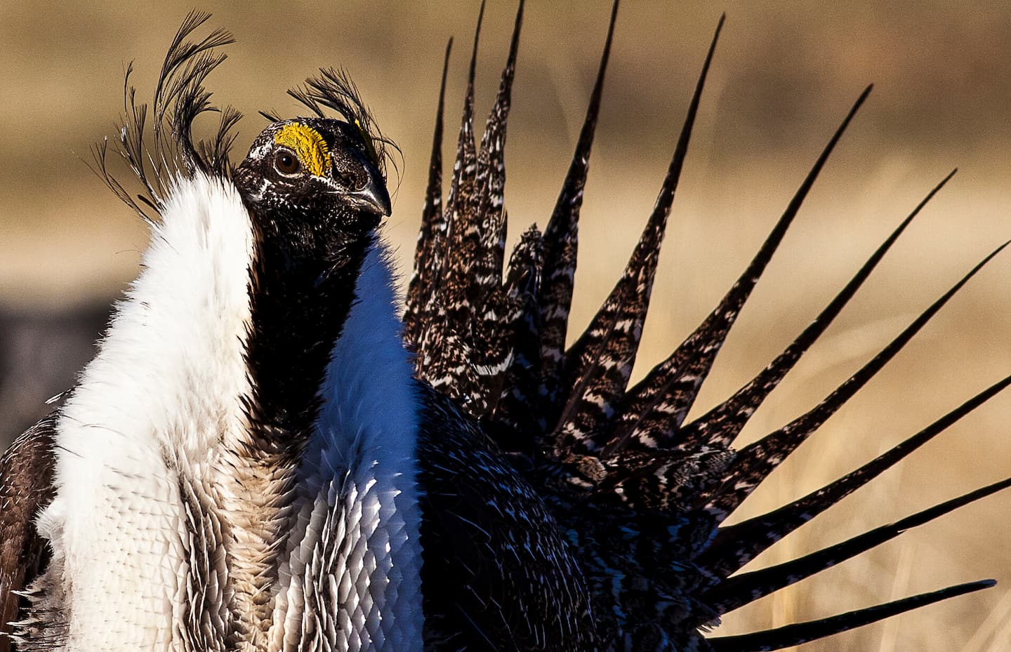 Greater Sage-Grouse