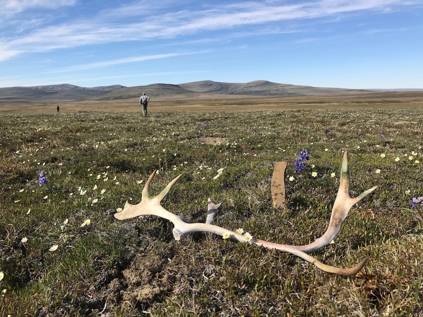 Caribou antlers on tundra