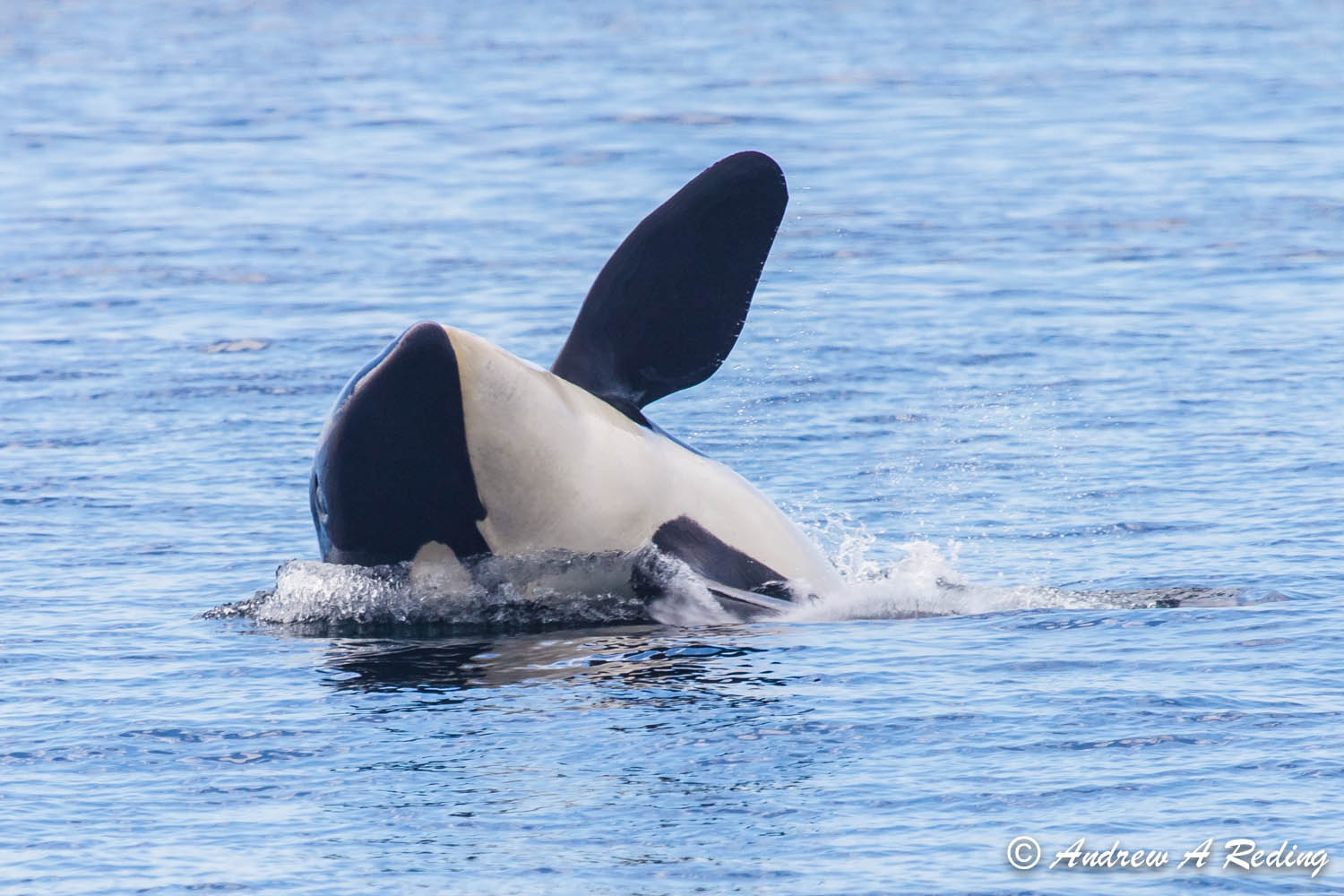 Orca