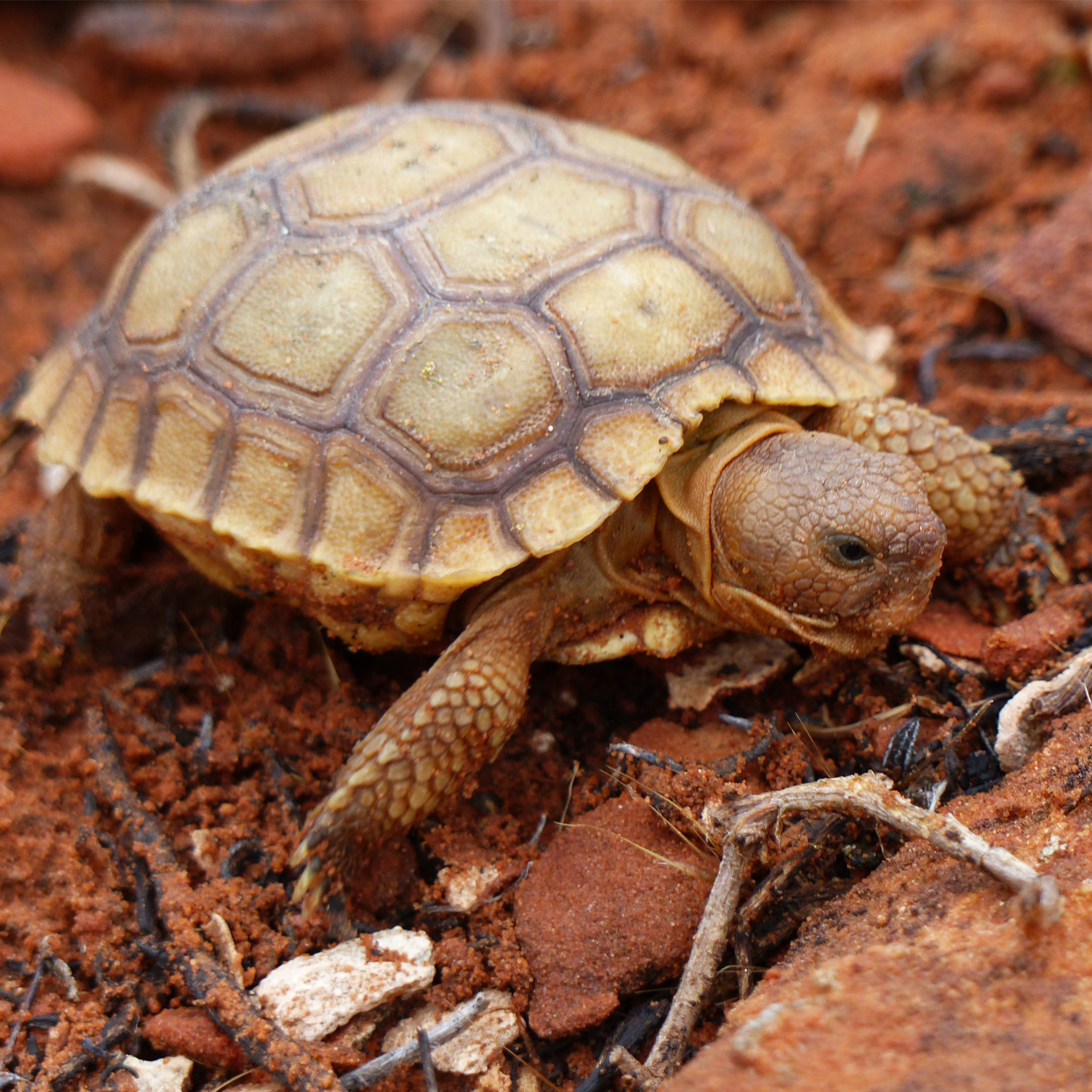 Baby Tortoise