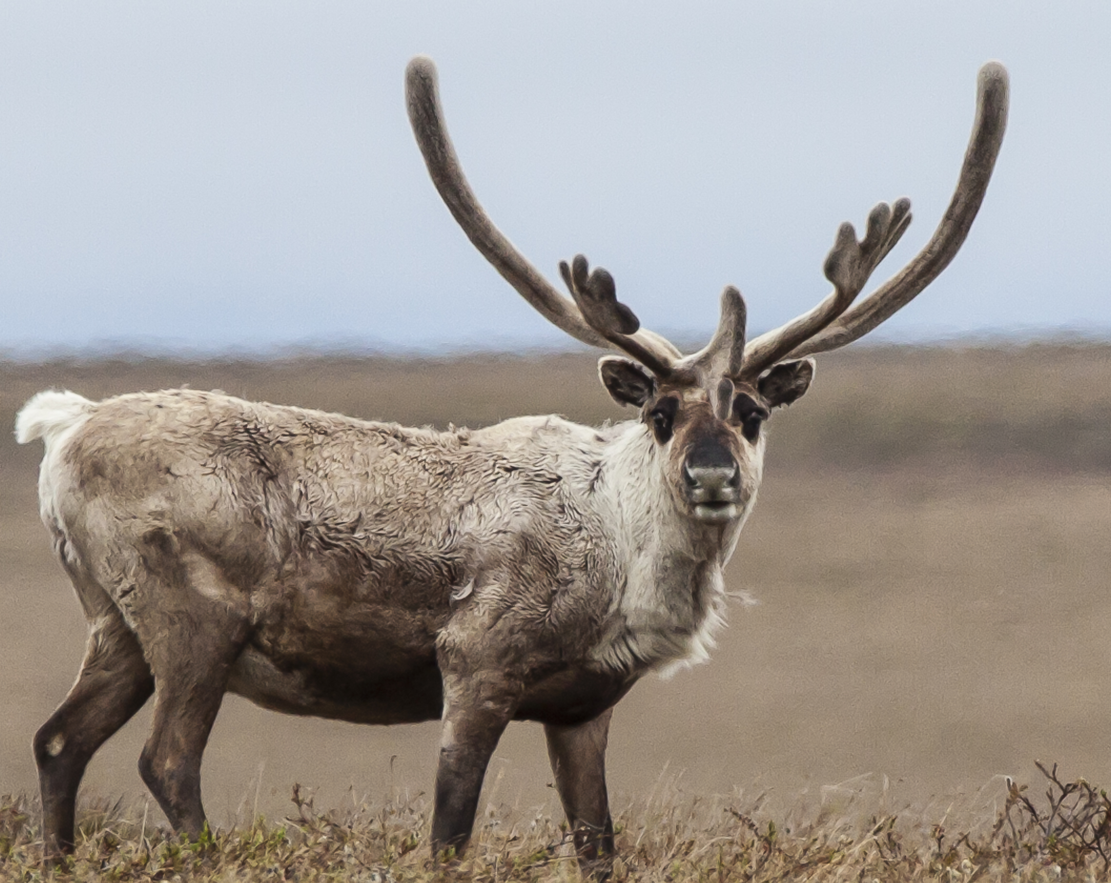 Caribou