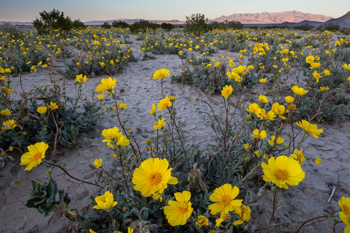 Celebrating the California Desert National Conservation Lands