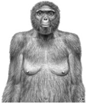 drawing of primate reconstruction