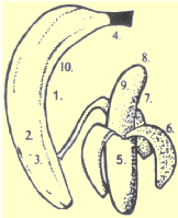 drawing of banana with numbered highlights matching list on left