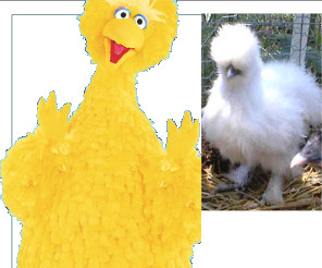 photo of Sesame Street BigBird character, and chicken bred to appear similar