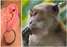 photos of human ear and primate ear