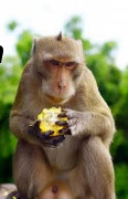 photo of primate eating fruit
