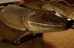photo of fishapod reconstruction
