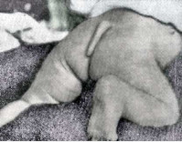 photo of externally visible tail