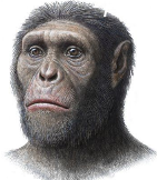 drawing of primate reconstruction
