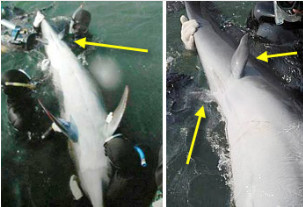photos of a whale and a dolphin with limbs