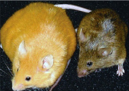 photo of obese yellow mouse with thin brown offspring